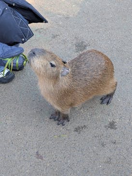 伊豆シャボテン動物公園に投稿された画像（2026/1/2）