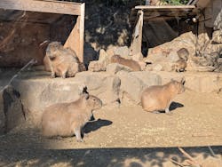 伊豆シャボテン動物公園に投稿された画像（2026/1/2）