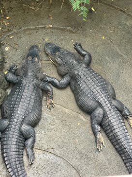 名古屋市東山動植物園に投稿された画像（2026/1/2）