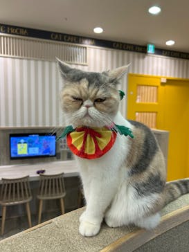 猫カフェモカ 京都河原町店に投稿された画像（2026/1/2）