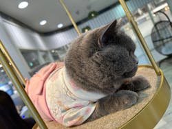 猫カフェモカ 京都河原町店に投稿された画像（2026/1/2）