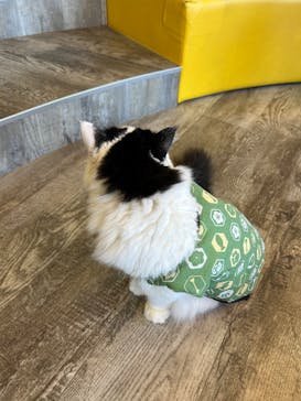 猫カフェモカ 京都河原町店に投稿された画像（2026/1/2）