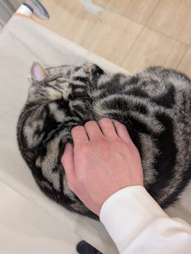 Cat Café MOFF 枚方モール店に投稿された画像（2026/1/2）