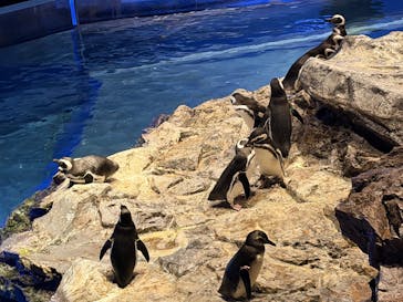 すみだ水族館に投稿された画像（2026/1/2）