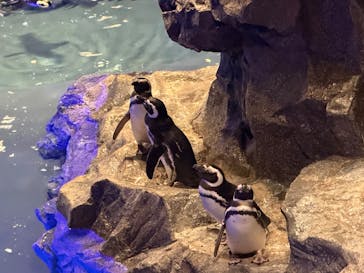 すみだ水族館に投稿された画像（2026/1/2）