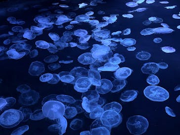 すみだ水族館に投稿された画像（2026/1/2）