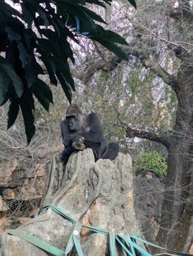 恩賜上野動物園に投稿された画像（2026/1/2）