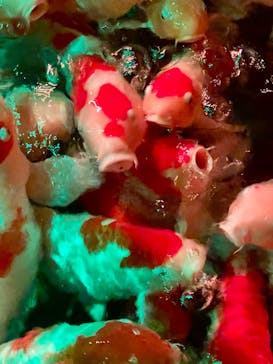 AQUARIUM × ART　atoaに投稿された画像（2026/1/2）