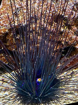 AQUARIUM × ART　atoaに投稿された画像（2026/1/2）