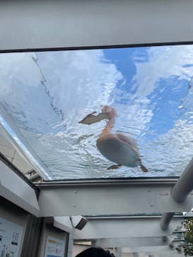 サンシャイン水族館に投稿された画像（2026/1/2）