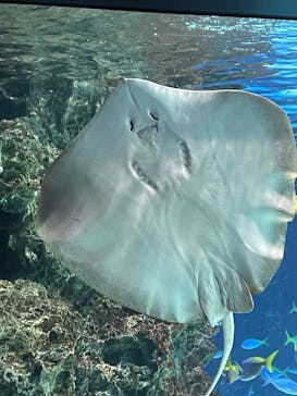 サンシャイン水族館に投稿された画像（2026/1/2）