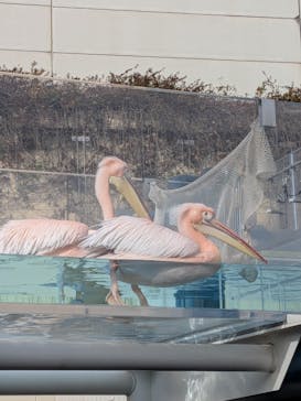 サンシャイン水族館に投稿された画像（2026/1/2）