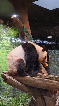 恩賜上野動物園に投稿された画像（2026/1/2）