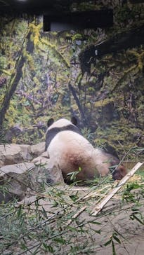 恩賜上野動物園に投稿された画像（2026/1/2）