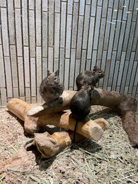 恩賜上野動物園に投稿された画像（2026/1/2）