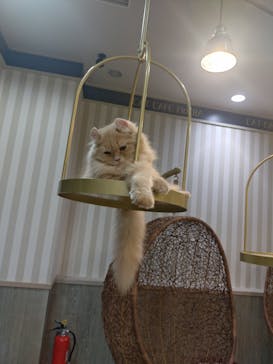 猫カフェモカ 京都河原町店に投稿された画像（2026/1/2）