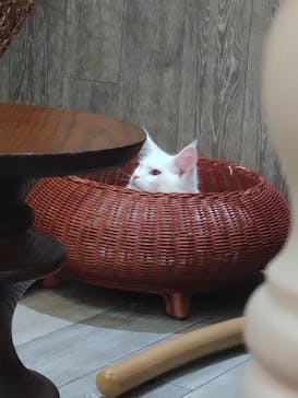 猫カフェモカ 京都河原町店に投稿された画像（2026/1/2）