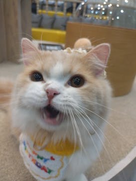 猫カフェモカ 京都河原町店に投稿された画像（2026/1/2）