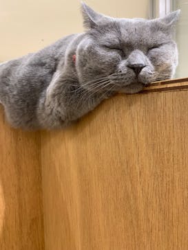 Cat Café MOFF アリオ倉敷店に投稿された画像（2026/1/2）