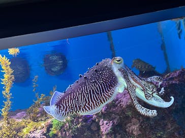 沖縄美ら海水族館に投稿された画像（2026/1/2）