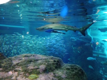 新江ノ島水族館に投稿された画像（2026/1/2）