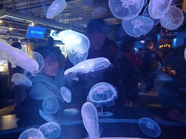京都水族館に投稿された画像（2026/1/2）