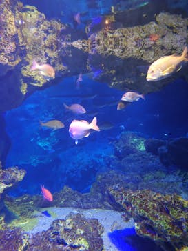 京都水族館に投稿された画像（2026/1/2）