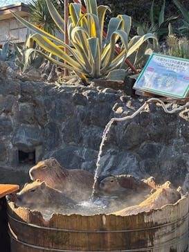 伊豆シャボテン動物公園に投稿された画像（2026/1/2）