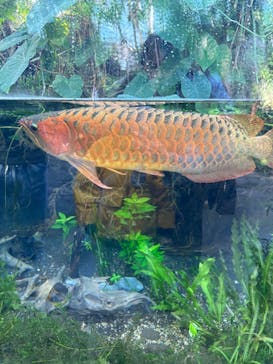 環境水族館アクアマリンふくしまに投稿された画像（2026/1/2）