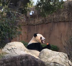 恩賜上野動物園に投稿された画像（2026/1/2）