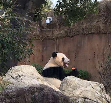恩賜上野動物園に投稿された画像（2026/1/2）