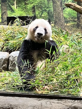 恩賜上野動物園に投稿された画像（2026/1/2）