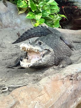 恩賜上野動物園に投稿された画像（2026/1/2）