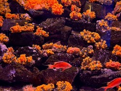 大分マリーンパレス水族館 「うみたまご」に投稿された画像（2026/1/3）