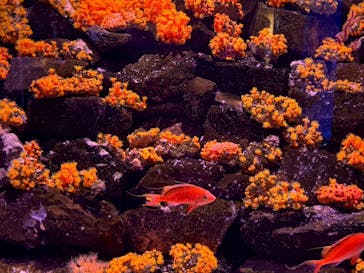 大分マリーンパレス水族館 「うみたまご」に投稿された画像（2026/1/3）