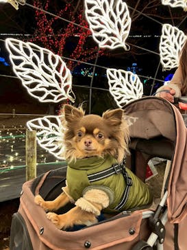 伊豆高原グランイルミに投稿された画像（2026/1/3）