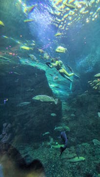 新江ノ島水族館に投稿された画像（2026/1/3）