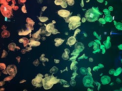 名古屋港水族館に投稿された画像（2026/1/3）