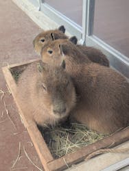 竹島水族館に投稿された画像（2026/1/3）