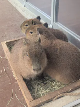 竹島水族館に投稿された画像（2026/1/3）