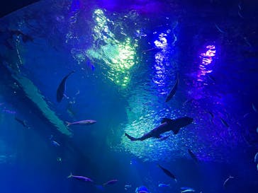 アクアワールド茨城県大洗水族館に投稿された画像（2026/1/3）