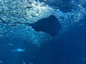 アクアワールド茨城県大洗水族館に投稿された画像（2026/1/3）