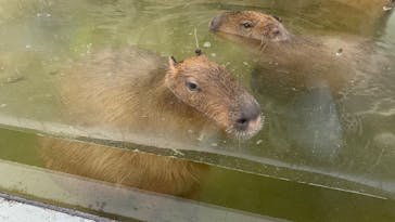 世界淡水魚園水族館　アクア・トトぎふに投稿された画像（2026/1/3）
