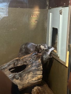 世界淡水魚園水族館　アクア・トトぎふに投稿された画像（2026/1/3）