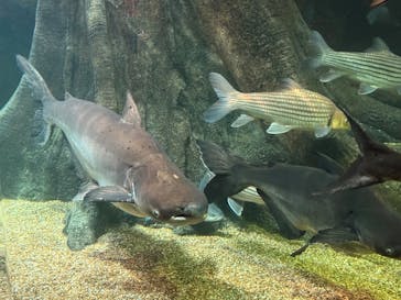 世界淡水魚園水族館　アクア・トトぎふに投稿された画像（2026/1/3）