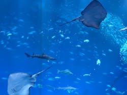 アクアワールド茨城県大洗水族館に投稿された画像（2026/1/3）