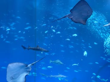 アクアワールド茨城県大洗水族館に投稿された画像（2026/1/3）