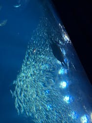アクアワールド茨城県大洗水族館に投稿された画像（2026/1/3）