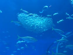 アクアワールド茨城県大洗水族館に投稿された画像（2026/1/3）