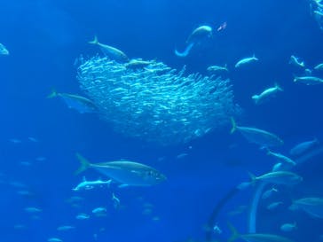 アクアワールド茨城県大洗水族館に投稿された画像（2026/1/3）